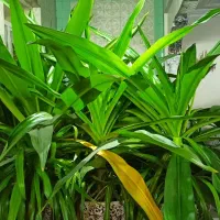 گل با گلدان