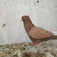 کفتر