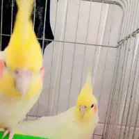 جفت عروس هلندی