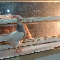 جوجه طوق الماسی عتیقه|پرنده|یاسوج, |دیوار