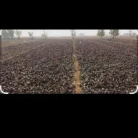 سلام ب تعدادی کارگر در زمین شلغم‌چینی نیازمندیم.