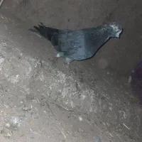 ماده کله الماسی نر سرور سبز