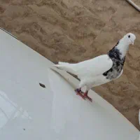 کبوتر|پرنده|خرمشهر, |دیوار