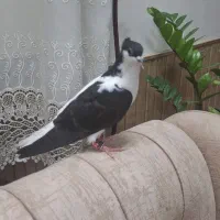 کبوتر راست کاکلی