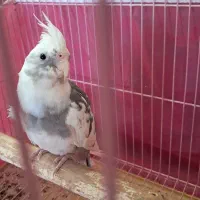 مرغ عروس