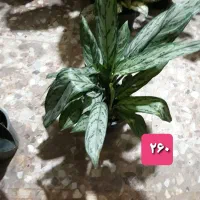 گل و گیاه|گل و گیاه طبیعی|بندر گناوه, |دیوار