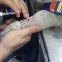 درمان سگ در محل