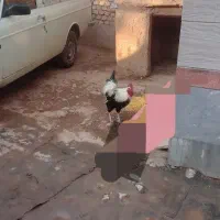 دوخروس بزرگ مناسب سربریدن وداشت|حیوانات مزرعه|نهاوند, |دیوار