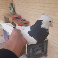 کفتر طوقی|پرنده|یزد, |دیوار