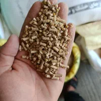 دان پارس بومی
