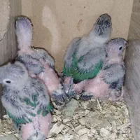 سلام جوجه گرینچیک سرلاکی