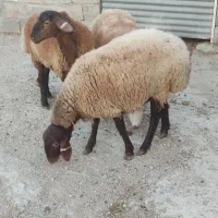 بره ماده هترو ب شرط ازمایش