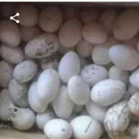 معاوضه یک عدد غاز نر