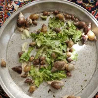 ۴۵ عدد حلزون کلاژن ساز|خزنده|تهران, بوستان شیان|دیوار