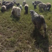 ده راس بز زایده