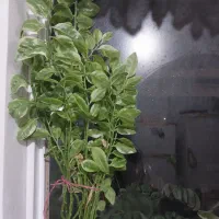 گل خانگی