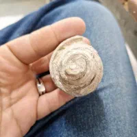 فسیل حلزونی سنگی|کلکسیون اشیاء عتیقه|پلدختر, |دیوار