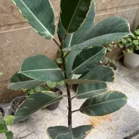 فروش فیکوس