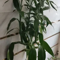 ۵ شاخه گیاه بامبو تایلندی بفروش می رسد