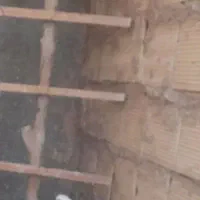 گمشده ماده کفترپشت ابری(آبی)