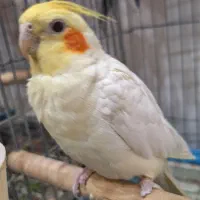 عروس هلندی