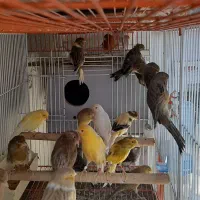 قناری نروماده پرستار|پرنده|اندیشه, اندیشه فاز ۱|دیوار