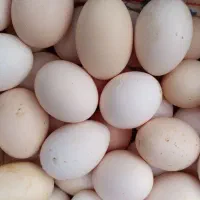 تخم مرغ محلی نطفه دار