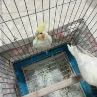 عروس هلندی مولد|پرنده|بانه, |دیوار