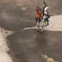 خروس محلی هیکل درشت