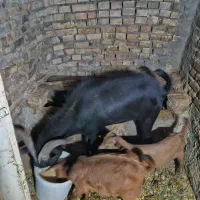 بز و کهره و چپش