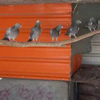 کفتر