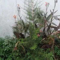 نهال کاج|گل و گیاه طبیعی|بابل, |دیوار