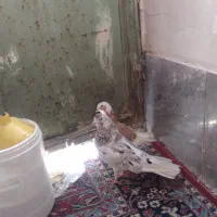 ی جفت کفتر نرو ماده