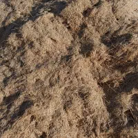 کاه گندم