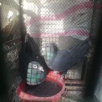 کفتر کلاغ گوک