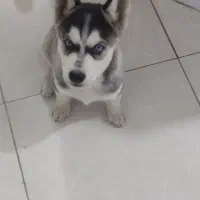 گمشده توله هاسکی|سگ|مشهد, کشف|دیوار