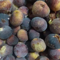 تازه چیده شده