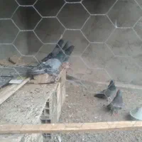 ۶ عدد کبوتر سبز معمولی