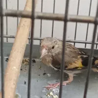 جوجه سهره نشوندار ناخون سفید