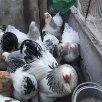 تخم برهما لایت و بلو لایت غول پیکر وارداتی