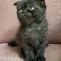 واگذاری بچه گربه|گربه|مشهد, عنصری|دیوار