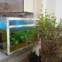ماهی آکواریوم|ماهی|مشهد, کشاورز|دیوار
