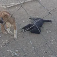 چندتا توله سگ قدریجونی سراب|سگ|فرمهین, |دیوار