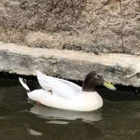 اردک مرواریدی پروازی