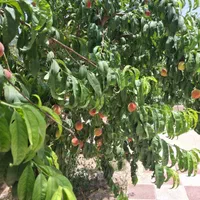 باغ ۱۷۰۰ متری باانواع درختان میوه|فروش خانه و ویلا|اصفهان, بهاران|دیوار