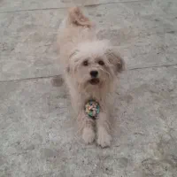 پاپی شیدزوشپر