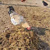 خروس محلی|حیوانات مزرعه|نیر (اردبیل), |دیوار