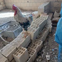 خروس و مرغ
