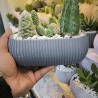 گلدان کاکتوس بزرگ سه گل عمده تک«امید دکور»|گل و گیاه طبیعی|مشهد, شهرک رازی (شهرک غرب)|دیوار