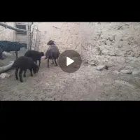 میش هترو